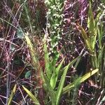 Habenaria repens 形態