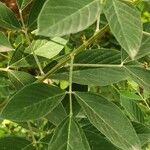Cajanus cajan Leaf
