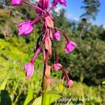 Spathoglottis plicata Kvet