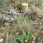 Crepis albida Celota