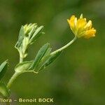 Trifolium patens Anders