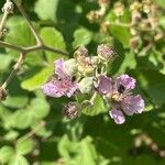 Rubus ulmifoliusFlower