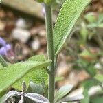 Salvia × sylvestris Blatt