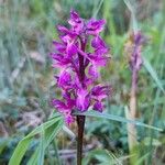 Orchis masculaBlodyn