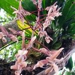 Gongora quinquenervis Цветок