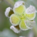 Pardoglossum cheirifolium Fruit