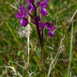 Anacamptis laxiflora Flor