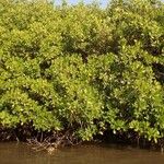 Rhizophora racemosa Хабит