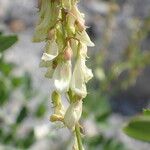 Hedysarum hedysaroides Flower