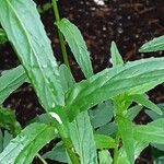 Epilobium tetragonum Leaf