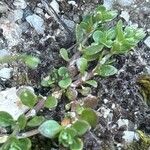 Polycarpon tetraphyllum Leaf