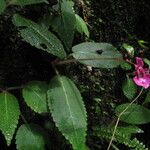 Impatiens palpebrata Leaf