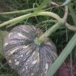 Cucurbita moschata 果實