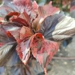 Acalypha wilkesiana Leaf