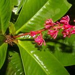Hymenandra sordida Flor