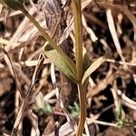 Centaurium littorale Leaf