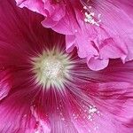 Alcea setosa Flower