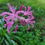 Nerine undulata Flower