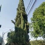 Cupressus sempervirens葉