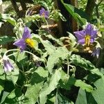 Solanum elaeagnifoliumFlower