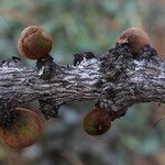 Diospyros batocana Fruit