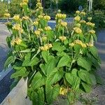 Phlomis russeliana Хабит