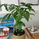 Castanospermum australe Frunză