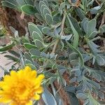 Hertia cheirifolia List