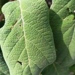 Hydrangea sargentiana Leaf