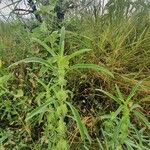 Meiosperma bracteatum Φύλλο