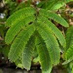 Calliandra tweediei Leaf