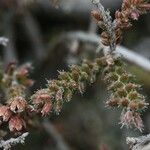 Erica galioides Blüte