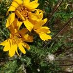 Balsamorhiza hookeri Flower