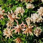 Trifolium pallescens Blomst