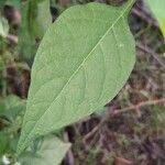 Solanum nigrumLeaf