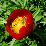 Paeonia peregrina Flower