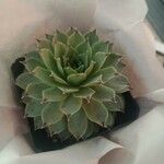 Sempervivum calcareumList