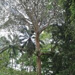 Pachylobus pubescens Vivejo