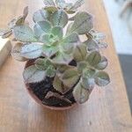 Aeonium leucoblepharum Hoja