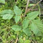 Angelica sylvestris ഇല