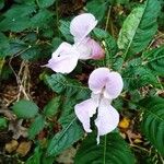 Impatiens glanduliferaKwiat