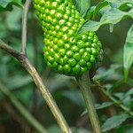 Arisaema serratum Fruit