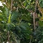 Artocarpus altilis ഫലം