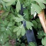Fumaria bicolor 葉