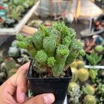 Euphorbia pseudoglobosa 叶