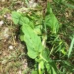 Scrophularia auriculata Hostoa