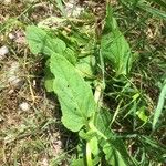 Scrophularia auriculata Leaf