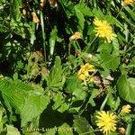 Crepis lampsanoides Habit