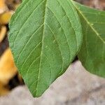 Amaranthus hybridus Leaf