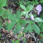 Geranium maculatumЛисток